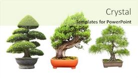  Presentation with bonsai - Presentation featuring collection-of-bonsai-tree-set background and a blonde colored foreground