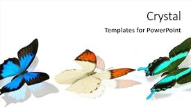  Presentation with butterflies - Beautiful presentation theme featuring collection of colored butterflies backdrop and a white colored foreground