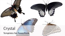  Presentation with butterflies - Colorful PPT theme enhanced with isotonic - young fit woman after fitness backdrop and a light gray colored foreground