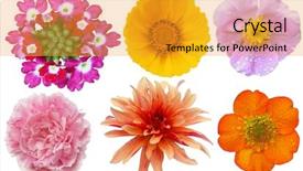 Presentation with white rose - Slide deck having collection of colorful geum primrose background and a gold colored foreground