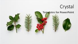  Presentation with holly - Amazing PPT theme having collection of decorative christmas plants backdrop and a white colored foreground