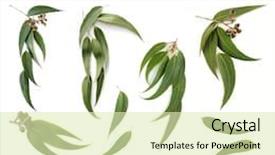  Presentation with eucalyptus - PPT layouts consisting of collection of eucalyptus leaves background and a soft green colored foreground