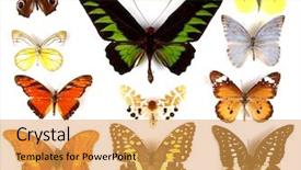  Presentation with butterflies - Audience pleasing presentation theme consisting of collection of exotic colored butterflies backdrop and a yellow colored foreground