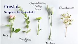  Presentation with white flowers - Presentation theme enhanced with collection of flowers on white background and a sky blue colored foreground