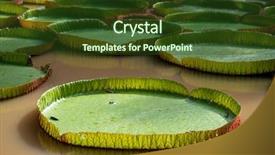  Presentation with lily pad - PPT layouts featuring collection of giant lily pads background and a tawny brown colored foreground