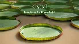  Presentation with water lily - Cool new slides with collection of giant lily pads backdrop and a tawny brown colored foreground
