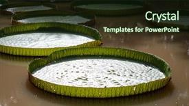  Presentation with water lily - Theme enhanced with collection of giant lily pads background and a wine colored foreground