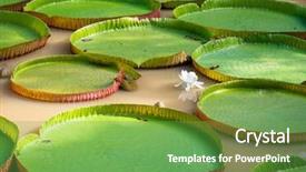  Presentation with lily pad - Audience pleasing PPT layouts consisting of collection of giant lily pads backdrop and a seafoam green colored foreground