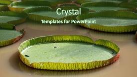  Presentation with lily pad - Beautiful PPT theme featuring collection of giant lily pads backdrop and a tawny brown colored foreground