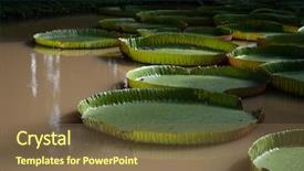  Presentation with lily pad - Slides with collection of giant lily pads background and a tawny brown colored foreground