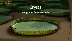  Presentation with lily pad - Beautiful PPT theme featuring collection of giant lily pads backdrop and a wine colored foreground