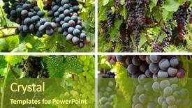  Presentation with grape vine - Cool new presentation theme with collection of grape clusters growing on the vine backdrop and a tawny brown colored foreground