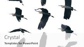  Presentation with grey - Slide set consisting of collection-of-grey-heron-isolated background and a white colored foreground