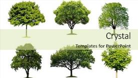  Presentation with oak tree - Presentation featuring collection of isolated summer tree background and a soft green colored foreground