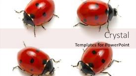 Presentation with ladybugs - Colorful presentation enhanced with collection of ladybugs isolated on white backdrop and a coral colored foreground