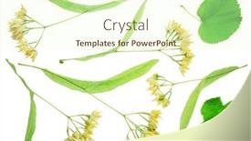  Presentation with white flowers - Slides featuring collection-of-linden-flowers-tilia background and a  colored foreground