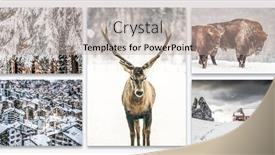  Presentation with gallery - Beautiful PPT layouts featuring collection-of-magical-winter-scenes backdrop and a mint green colored foreground