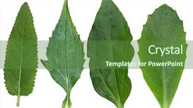  Presentation with autumn leaves - Audience pleasing presentation design consisting of lobes - collection of meadow sage coneflower backdrop and a tawny brown colored foreground