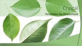  Presentation with pear - Beautiful PPT layouts featuring collection-of-pear-leaves backdrop and a seafoam green colored foreground