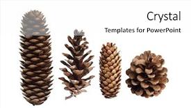  Presentation with pine - Presentation design consisting of collection of pine cones isolated background and a white colored foreground