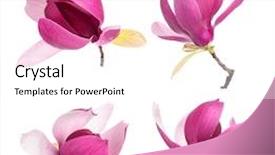  Presentation with magnolia - Beautiful presentation theme featuring collection of pink magnolia flowers backdrop and a white colored foreground