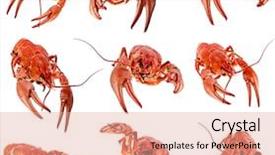  Presentation with red boiled crawfish food - Amazing slide deck having collection of red crawfish lobster backdrop and a coral colored foreground