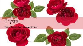  Presentation with roses - Slides having collection of red roses isolated on white background set of different bouquet flat lay top view background and a red colored foreground