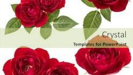  Presentation with red roses rose garden - Presentation enhanced with collection of red roses isolated background and a yellow colored foreground