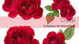  Presentation with roses - Audience pleasing slide set consisting of collection-of-red-roses-isolated backdrop and a red colored foreground