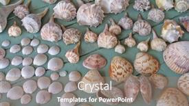 Presentation with sea shells - Slide set having collection-of-sea-shells background and a coral colored foreground
