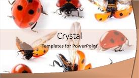  Presentation with debt collection - Colorful presentation enhanced with collection of seven-spot ladybirds backdrop and a lemonade colored foreground