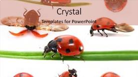  Presentation with seven wonder of world - Slide deck having collection of seven-spot ladybirds background and a coral colored foreground