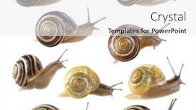  Presentation with brown sugar isolated on white - Theme enhanced with collection-of-snails-isolated background and a  colored foreground