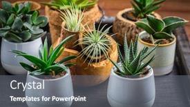  Presentation with home gardening - PPT layouts consisting of collection-of-succulent-plants background and a gray colored foreground