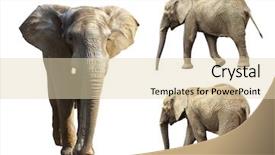  Presentation with elephant - Colorful slide set enhanced with collection of three elephants isolated backdrop and a lemonade colored foreground