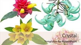  Presentation with tropical flowers - Slide set featuring collection of tropical flowers isolated background and a lemonade colored foreground