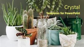  Presentation with succulent - Colorful PPT theme enhanced with collection-of-various-cactus backdrop and a tawny brown colored foreground