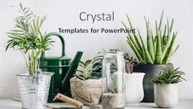  Presentation with cactus - Slides having collection-of-various-cactus background and a white colored foreground