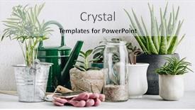  Presentation with succulent - PPT layouts featuring collection-of-various-cactus background and a white colored foreground