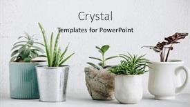  Presentation with succulent - Cool new slides with collection-of-various-cactus backdrop and a white colored foreground