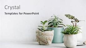  Presentation with succulent - Beautiful theme featuring collection-of-various-cactus backdrop and a white colored foreground