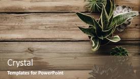  Presentation with succulent - PPT theme featuring collection-of-various-cactus background and a coral colored foreground