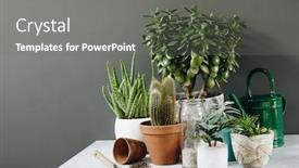  Presentation with home gardening - PPT theme having collection-of-various-cactus background and a gray colored foreground