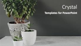  Presentation with home gardening - Slides having collection-of-various-cactus background and a dark gray colored foreground