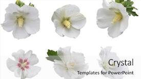  Presentation with hibiscus flower - Theme enhanced with collection of white hibiscus flower background and a white colored foreground