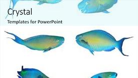  Presentation with tropical reef fish - Presentation theme featuring collection parrotfish reef fish isolated background and a arctic colored foreground