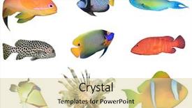  Presentation with indian wedding red - Audience pleasing presentation theme consisting of collection red sea and indian backdrop and a lemonade colored foreground