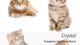  Presentation with british - Audience pleasing slides consisting of collection set of british shorthair little kittens over white background backdrop and a white colored foreground
