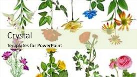  Presentation with set flowers tagetes patula - Presentation consisting of trails on a german autobahn background and a teal colored foreground.