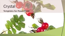  Presentation with white rose - Colorful PPT layouts enhanced with collection set of rose hip backdrop and a lemonade colored foreground